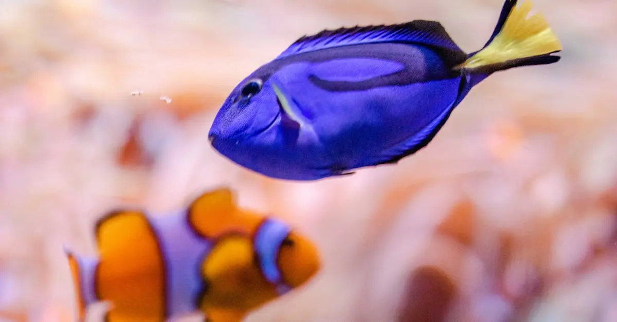 Quiz image for: Finding Nemo