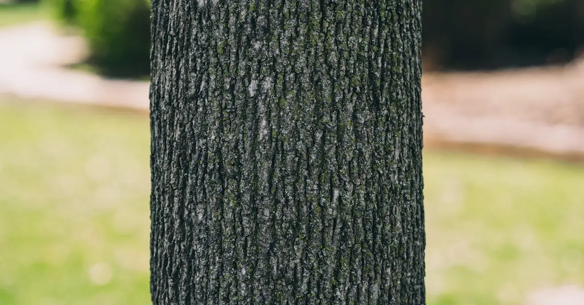 Quiz image for: Trunk