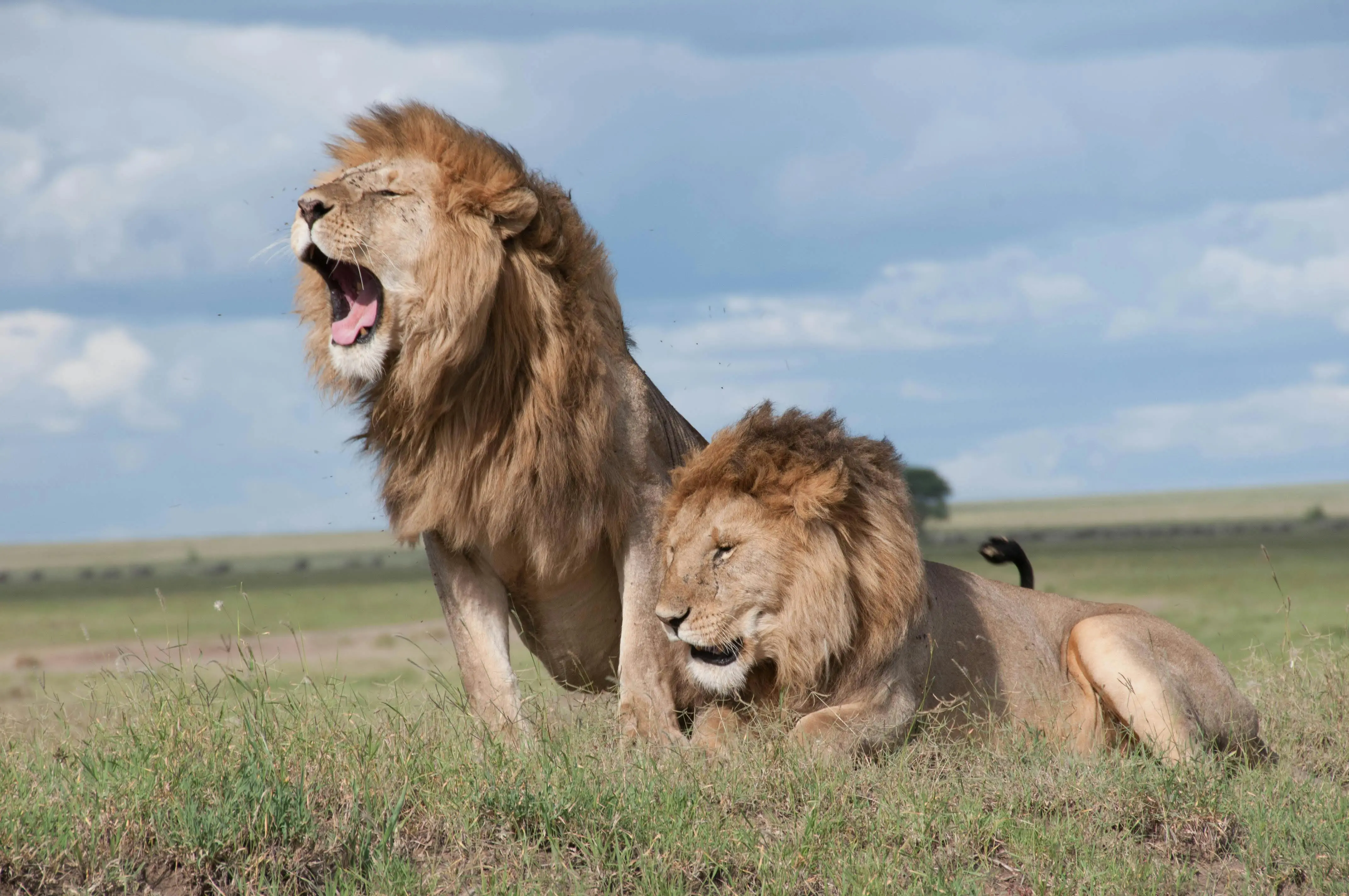 Quiz image for: The Lion King