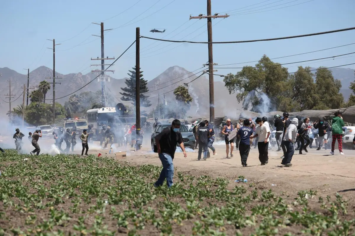 Quiz image for: About 200 arrested in chaotic immigration raid at cannabis farm, one worker reportedly dies in fall