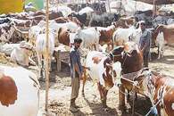 فیصل آباد: قربانی کے جانوروں کی قیمتوں میں ہوشربا اضافہ، خریداری میں کمی